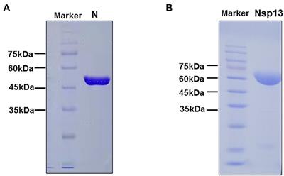 SARS-CoV-2 Nucleocapsid Protein Has DNA-Melting and Strand-Annealing Activities With Different Properties From SARS-CoV-2 Nsp13